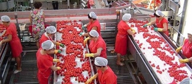 水果機(jī)械輸送帶